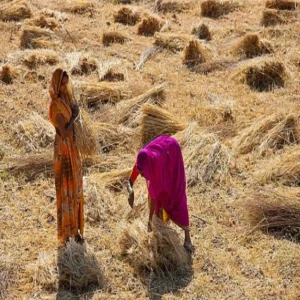 Maize farming women success gonda