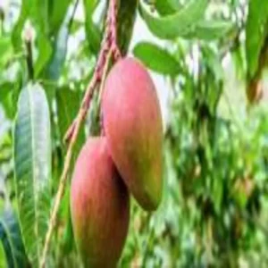 Mango black tip disease farmers alert