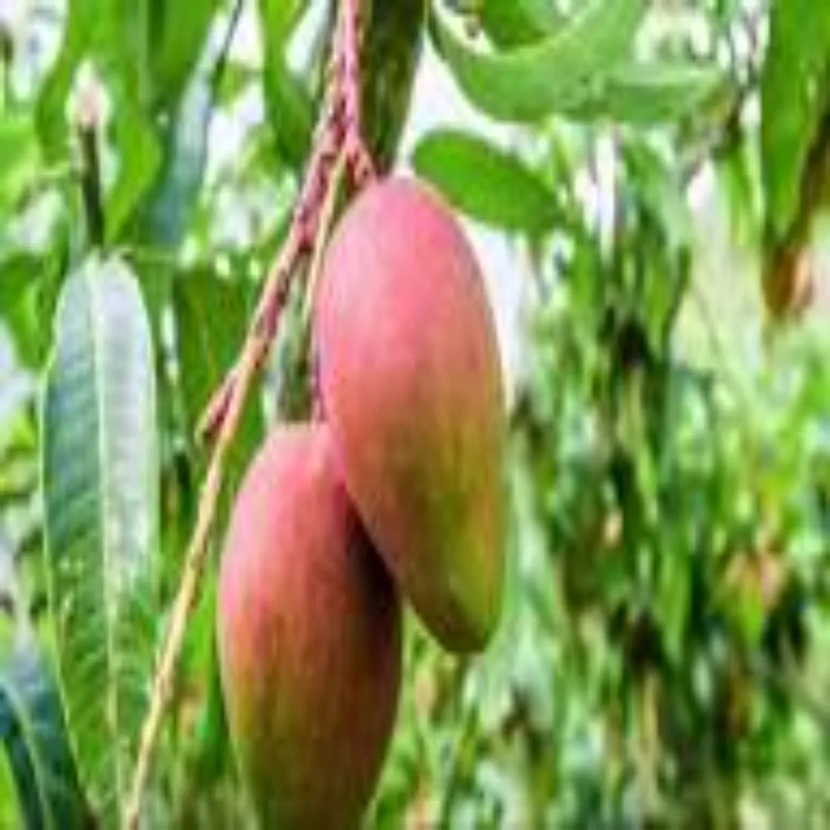 Mangodisease mangodisease aam phsl blaik tip