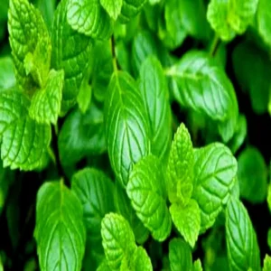 Mentha farming profit income growth