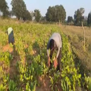Mixed farming ridge cultivation income