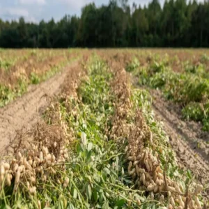 Modern farming desert cucumber success story