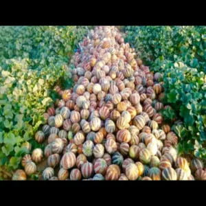 Muskmelon farming jalore farmer income growth