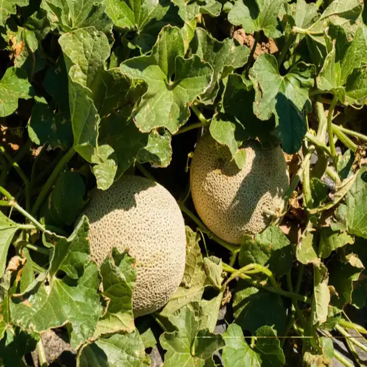 Muskmelonfarming muskmelonfarming jmin men khrbuja ugakr
