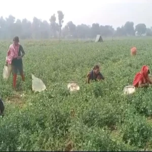 Organic fertilizer women changing farming shivpuri