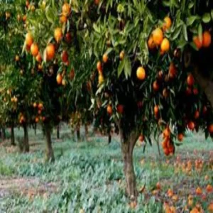 Organic orange farming success farmer income growth