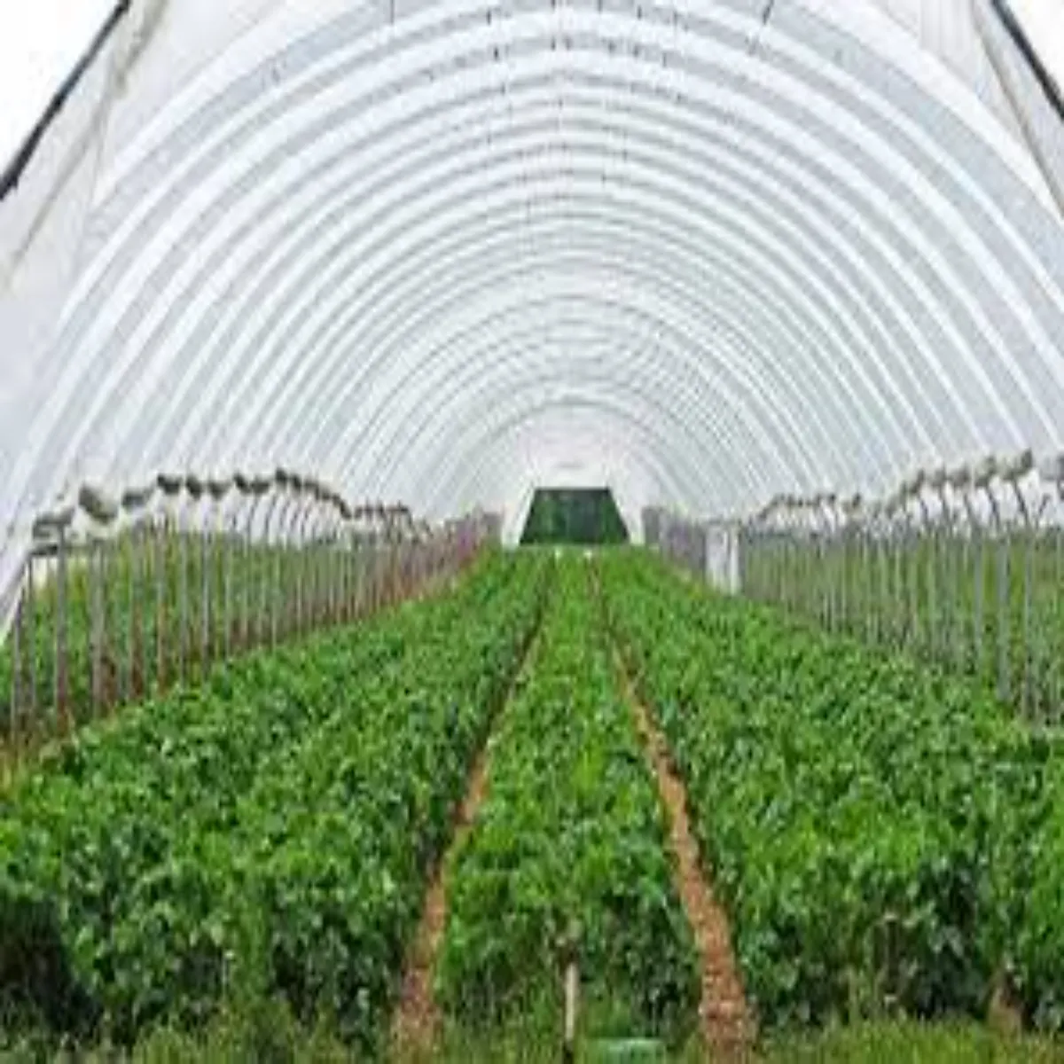 Farming success story farming success story