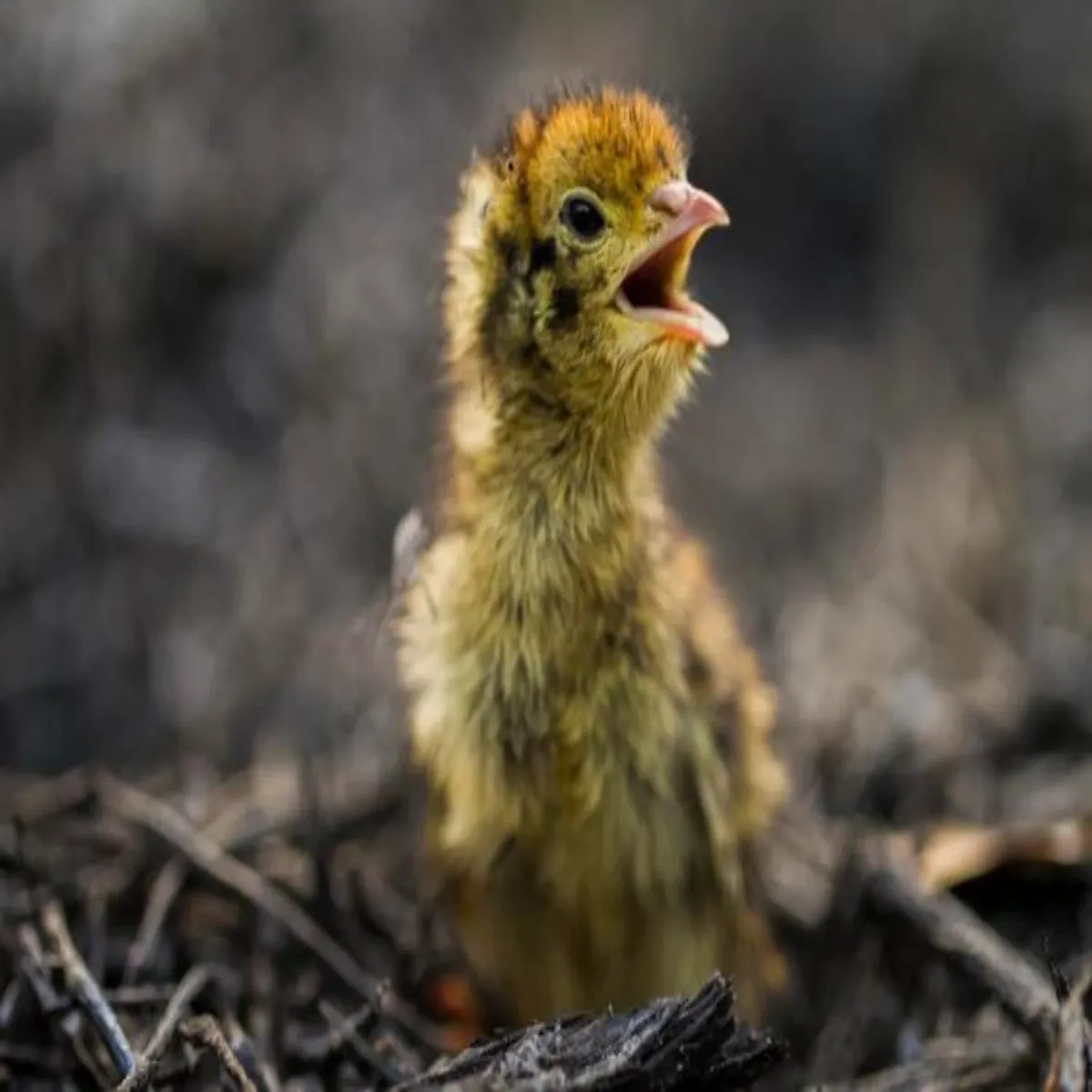 Quail farming quail farming srguja men