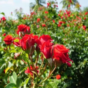 Rose farming stable income india