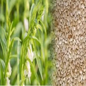 Sesame farming low cost profit india