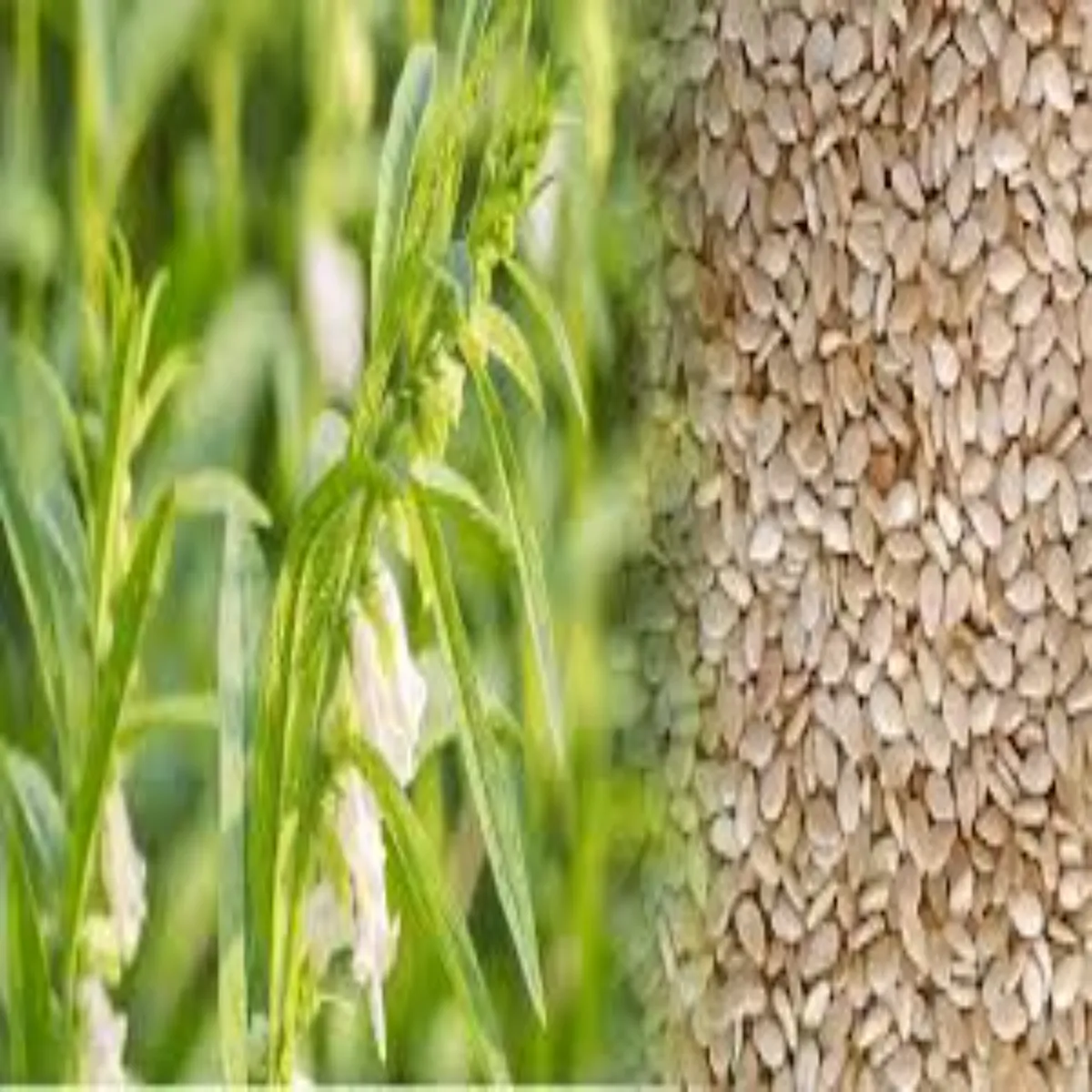 Agriculture agriculture lagt men til kheti