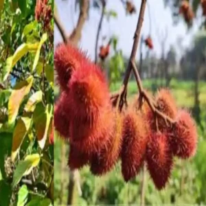 Sindoor farming income opportunity india