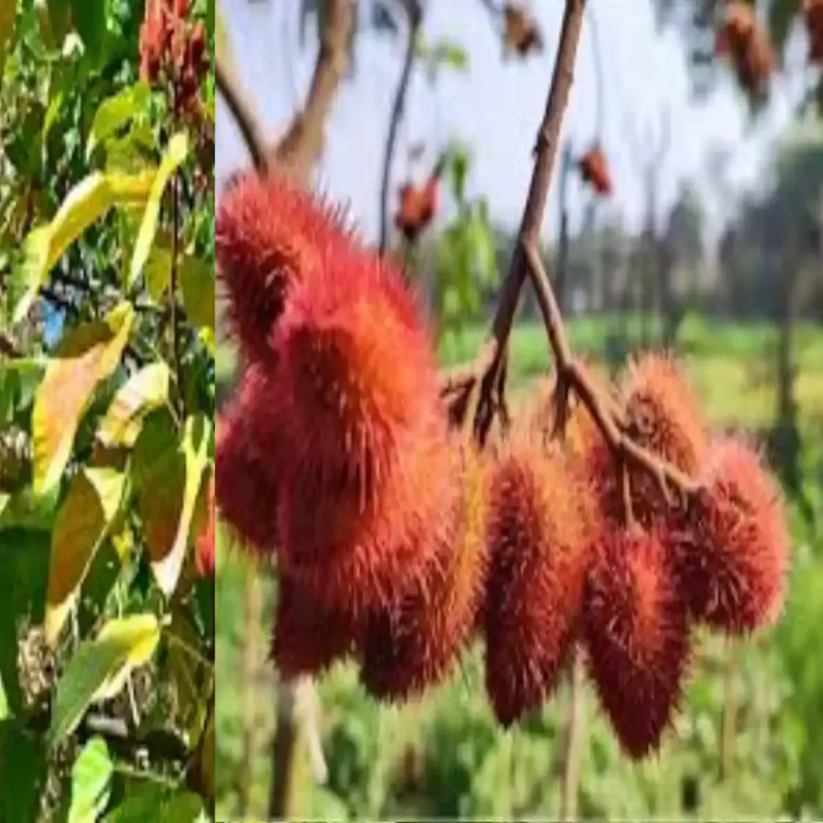 Sindoorfarming sindoorfarming nee phsl kisanon mil