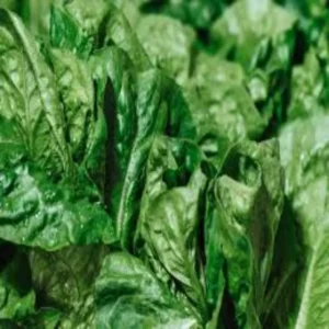 Spinach farming profitable model india