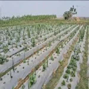 Strawberry farming high profit 4 bigha model