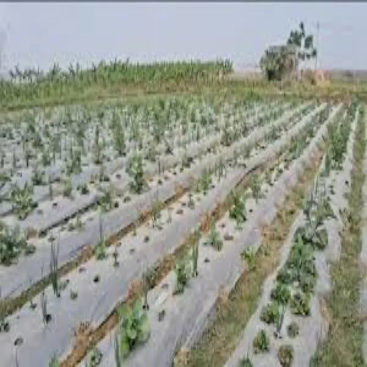 Strawberryfarming strawberryfarming bigha men aadhunik kheti