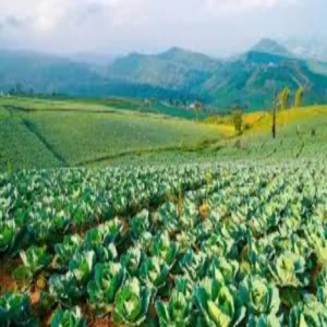 Vegetable farming income growth shift