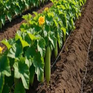 Vegetable farming torai income growth india