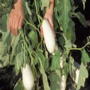 White brinjal farming student income success