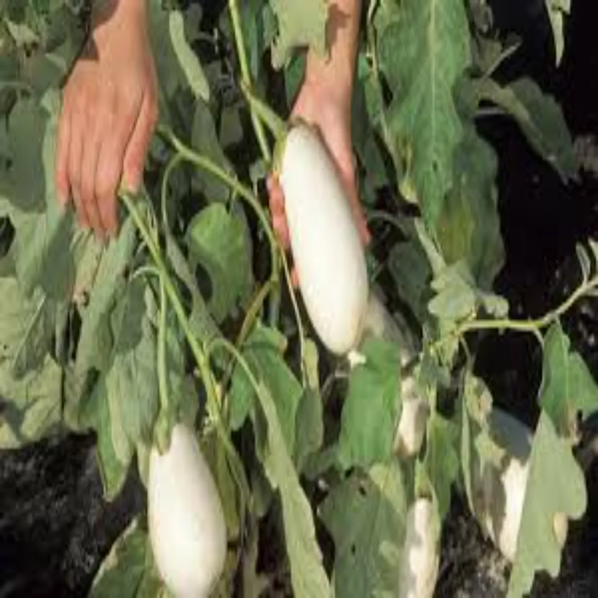 White brinjal farming success story white