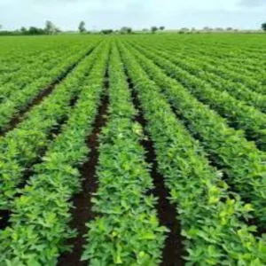 Agri farming monsoon vegetable profit guide