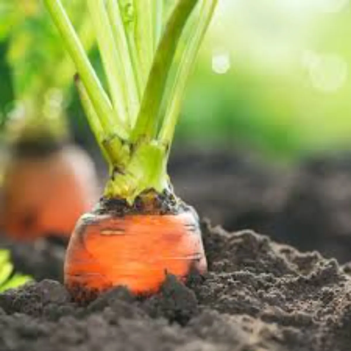 Agriculture agriculture grmi mausm men pili