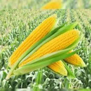 Agriculture young farmer maize farming income success