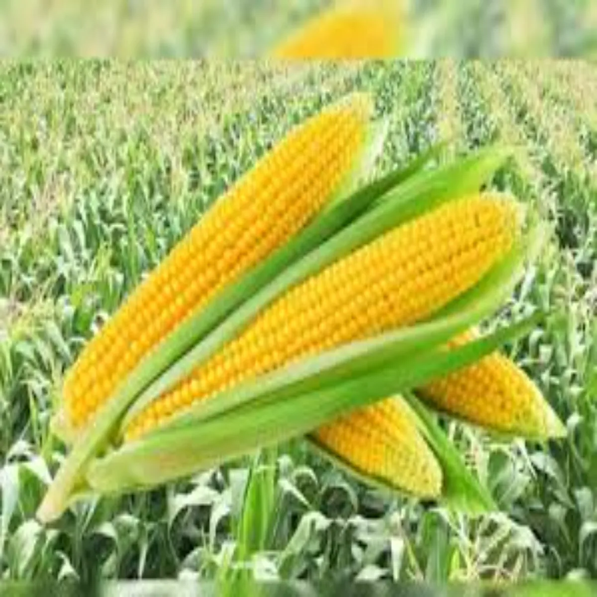 Agriculture success story agriculture success story