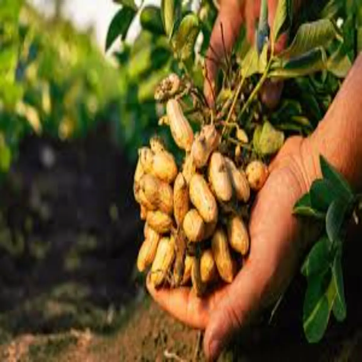 Groundnutfarming groundnutfarming ajmer kisanon tej groundnutfarming