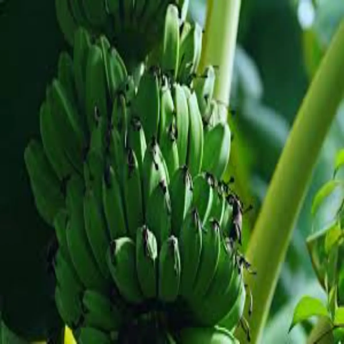 Bananafarming bananafarming jharkhnd bihar men bdli