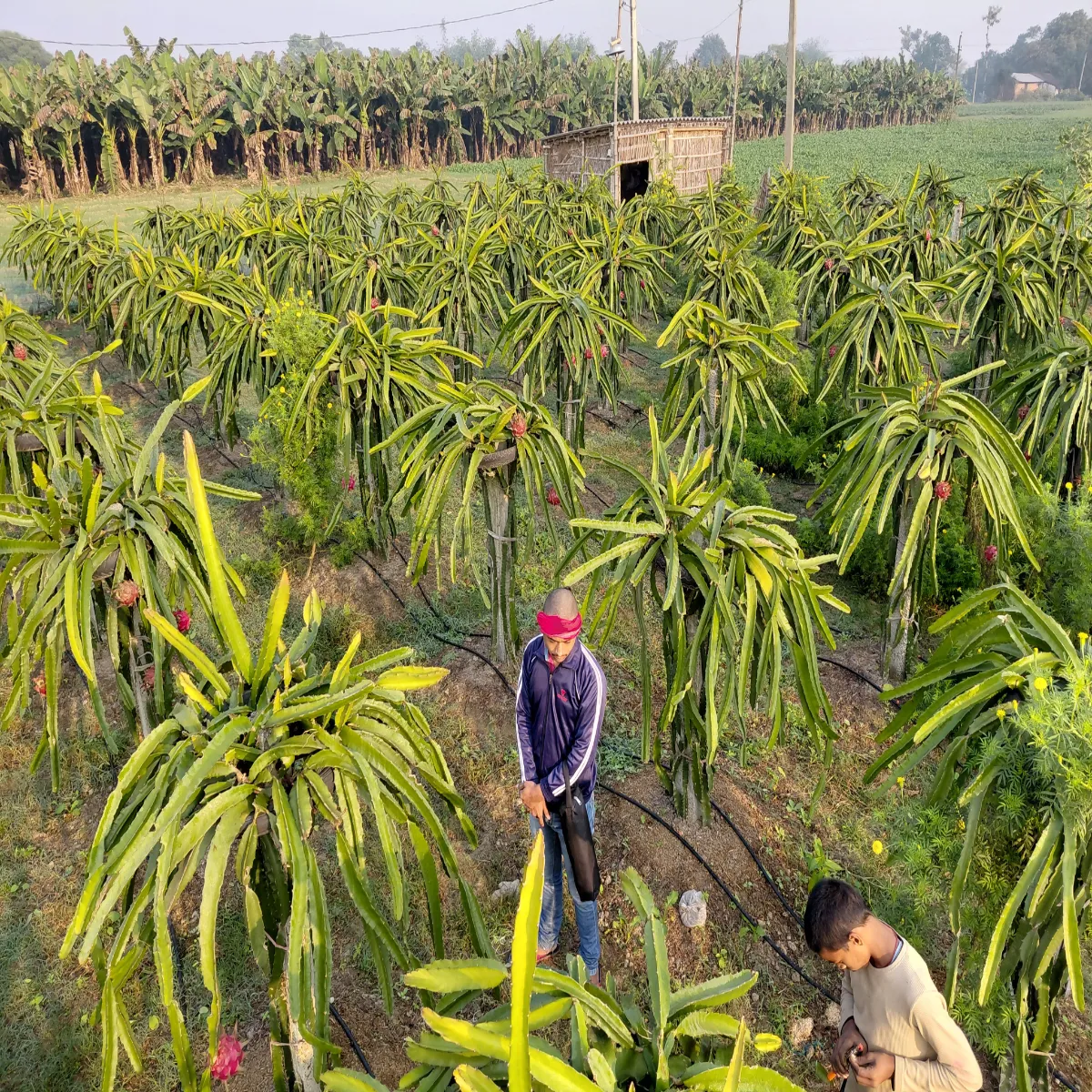 Dragonfruit dragonfruit badmer kisan sikhaya lal
