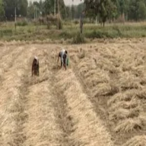 Barmer khejri farming innovation model