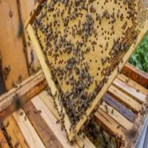 Beekeeping farming income growth for farmers