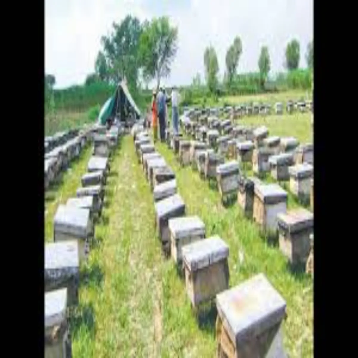 Honeyexport honeyexport bhrtpur shhd karobar kisanon