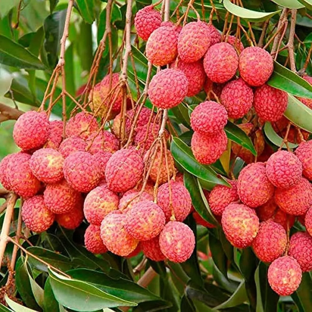Litchi litchi bihar vaijanikon viksit lgbhg