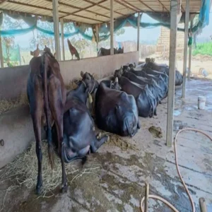 Dairy farm business income growth story