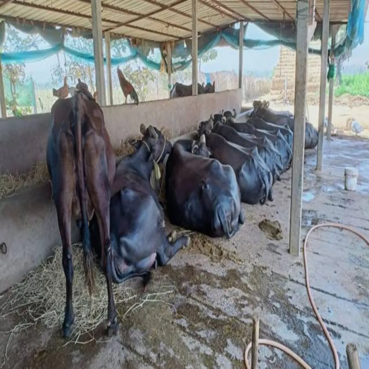 Dairyfarm dairyfarm kisan lie aay mjbut