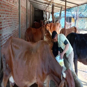 Dairy farming student success story