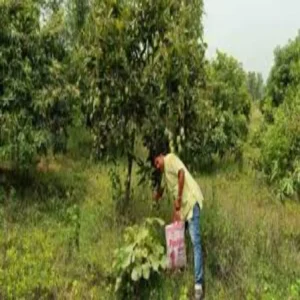 Deoghar mango farming income growth