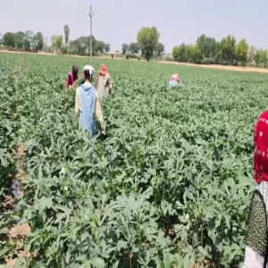 Farming sand crop success bihar farmer