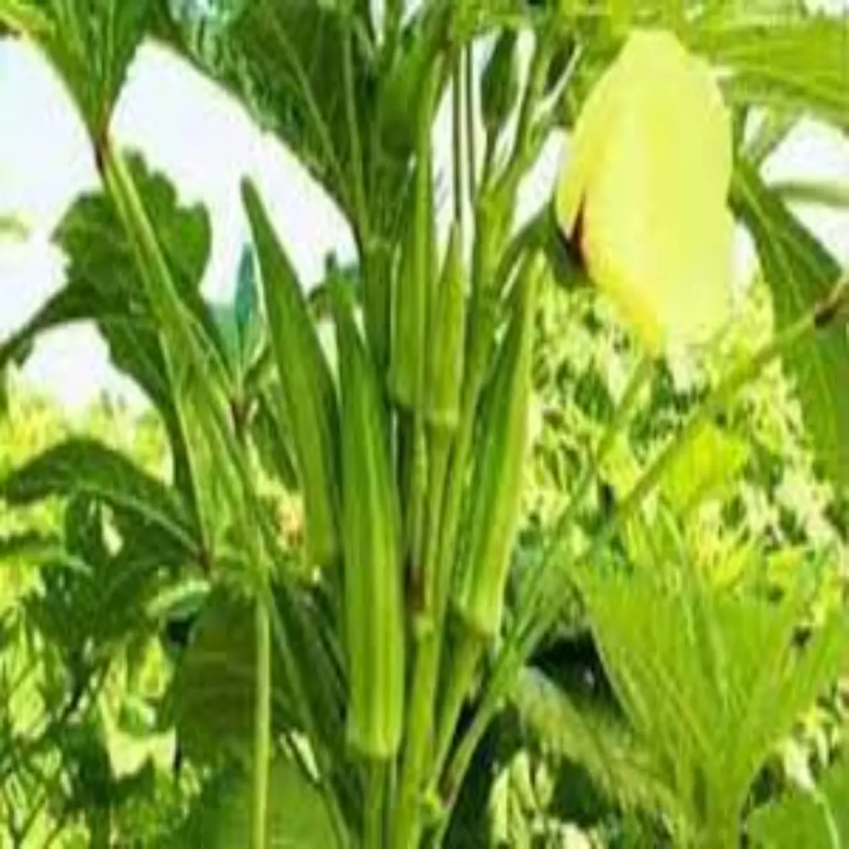 Farming farming unnt bhindi kheti sar