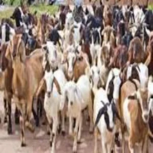 Goat farming rural income growth india