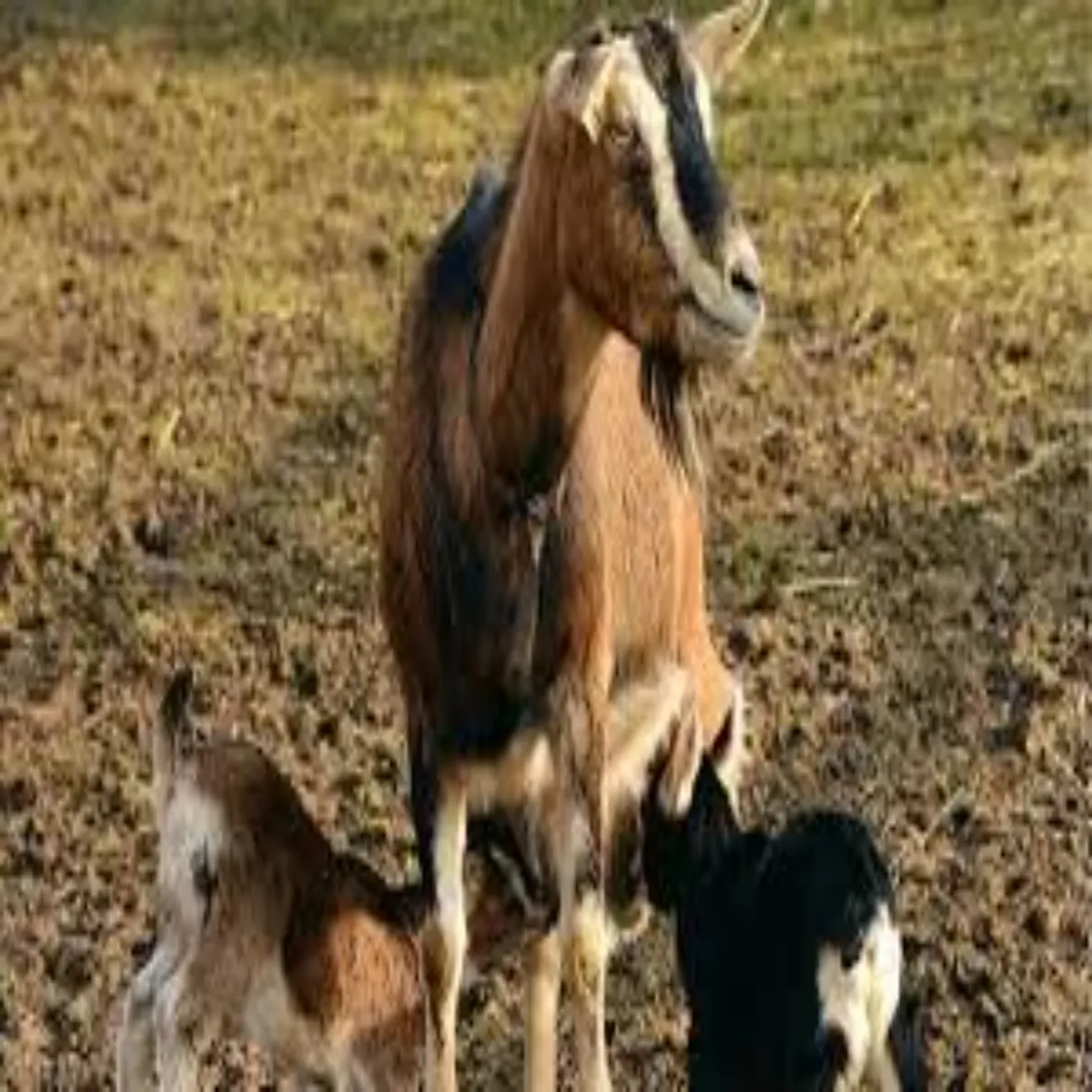 Goat farming success story goat farming