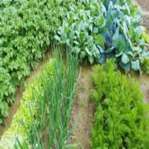Gonda farmer vegetable farming success
