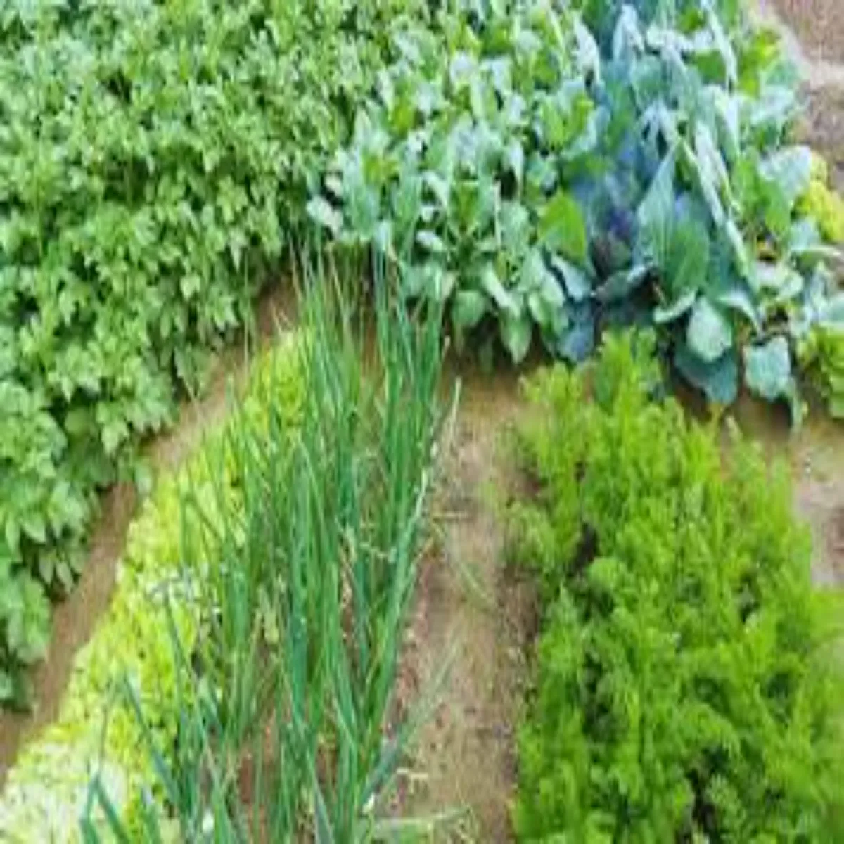 Farming success story farming success story