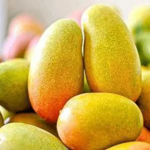 Imam pasand mango famous for taste and aroma