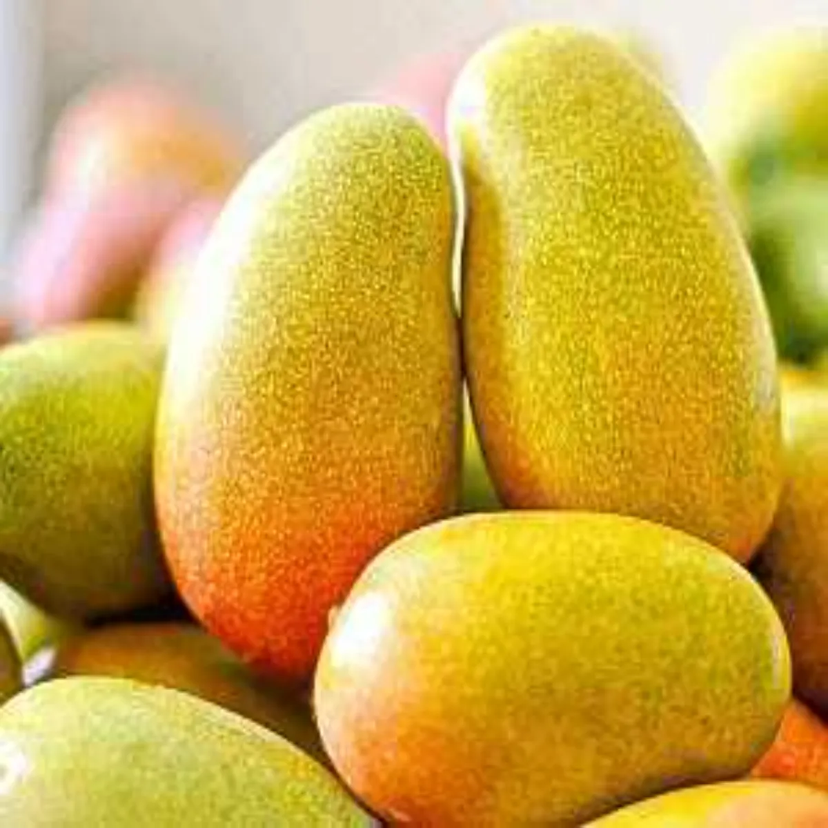 Mangospecial mangospecial svad khushbu khas dkshi