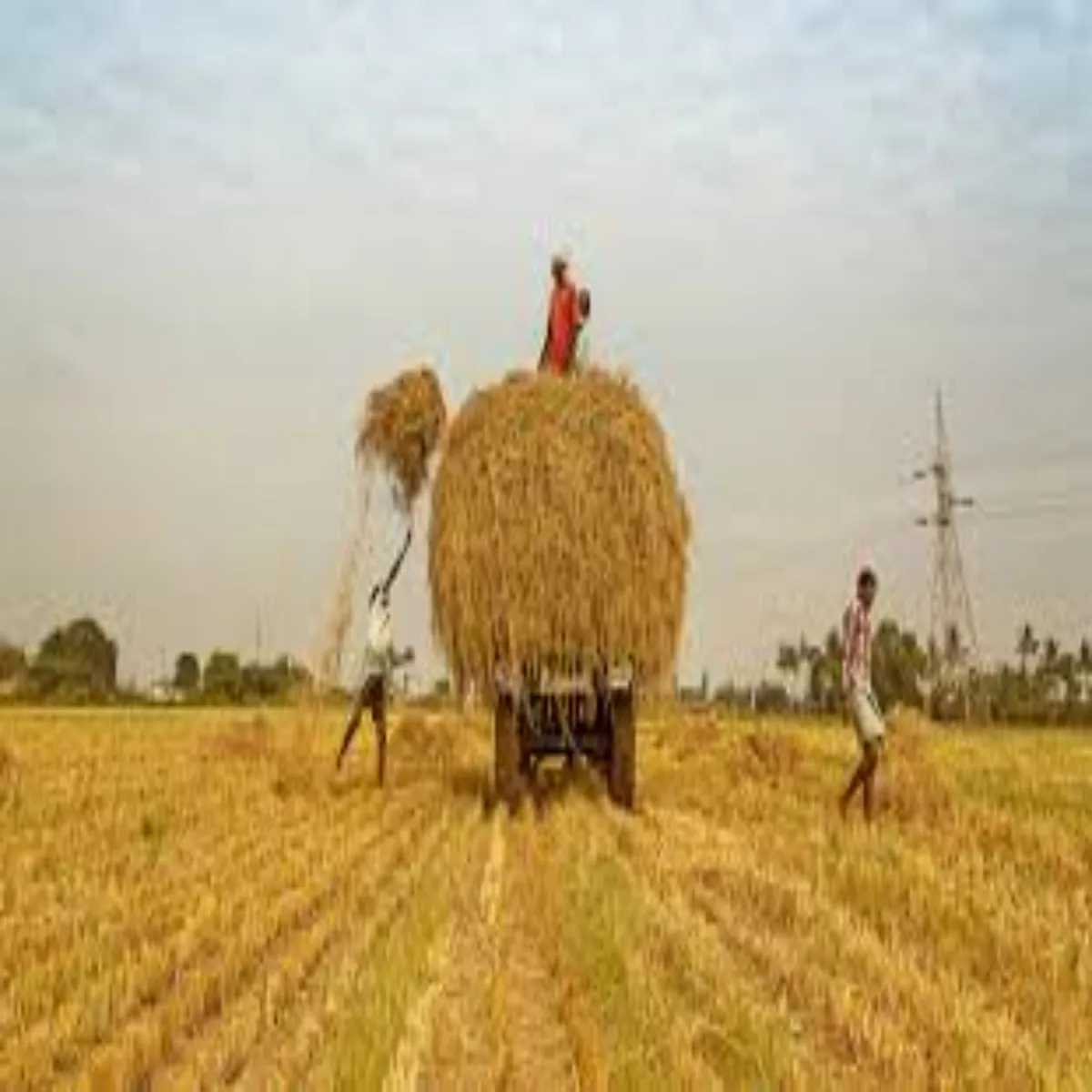 Agriculture agriculture khriph sijn phle kisanon