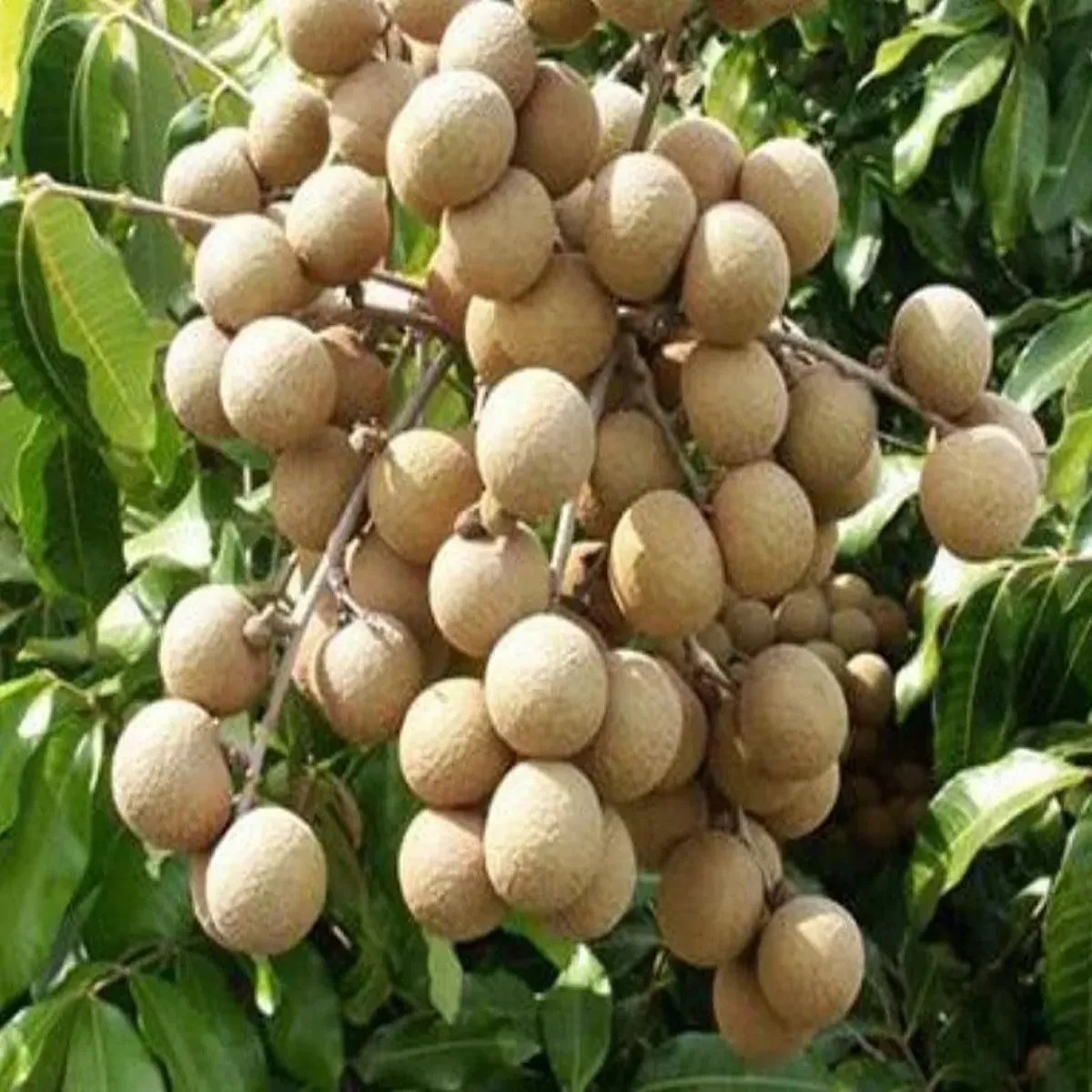 Longan longan bihar men bdh rhi