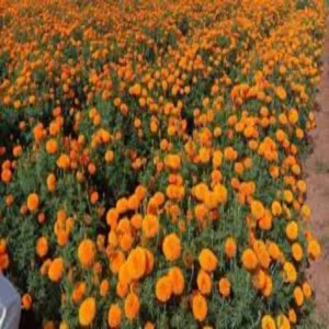 Marigold farming farmer success story